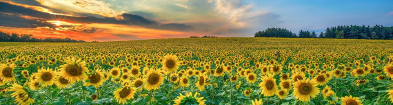 Як отримати найкращий курс для переказу грошей з США в Україну?